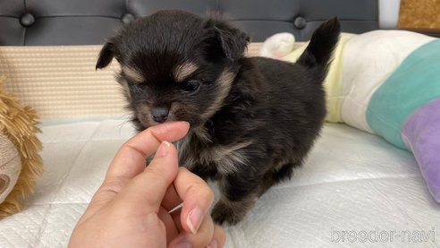 成約済の兵庫県のポメチワ:ポメラニアン×チワワ-301073の2枚目